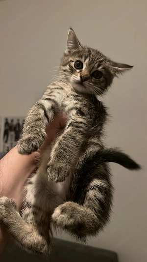 EKH Kitten Weiblich