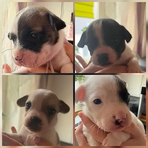Russelbullys