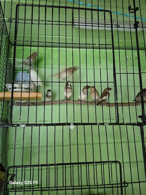 Japanmövchen