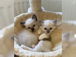 Ragdoll   Ragdoll - Kätzchen