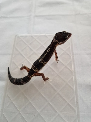Leopardgecko Black Night MSBn  0.1 Weibchen NZ 08 2026