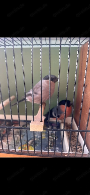 Dompfaff ein Pärchen Spalt 
