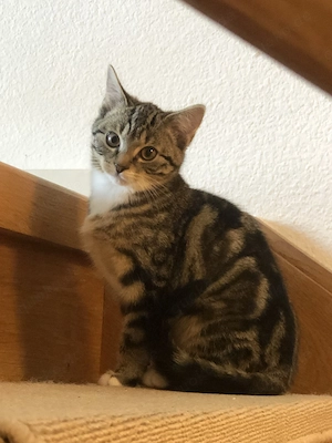 Babykatze ca 4.5 Monate , weiblich 