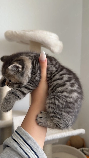 Wunderschönes kleines BKH Katzenbaby sucht ein liebevolles Zuhause     