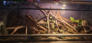 Terrari mit inhalt