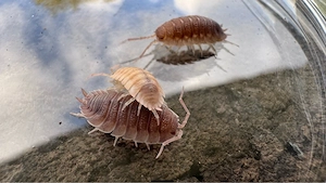 Porcellio scaber ghost
