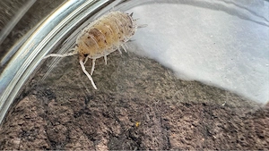 Porcellio scaber dalmatian Asseln Isopods Cubaris Roly Poly
