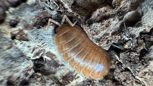 Porcellio laevis orange Asseln Isopods Cubaris Roly Poly