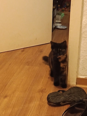 Katze verschmust 