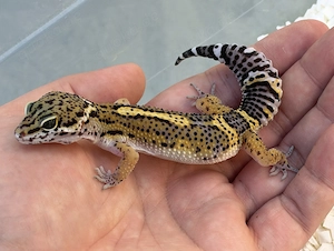 Black Night cross Leopardgecko Männchen von 2026