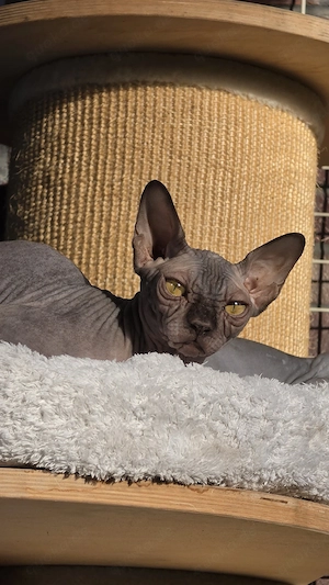 Sphynxen mit schnurrhaare und Stammbaum 