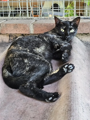 hübsche junge Schildpatt Katze Irinasucht ein Zuhause mit Artgenossen