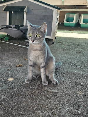 neugieriger junger Kater Allegro sucht ein tolles Zuhause mit Artgenossen