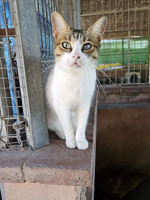 nette, anfangs schüchterne Katze Thea wartet schon lange auf ein Zuhause