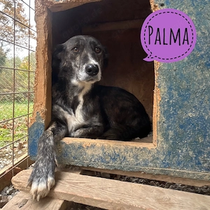 Palma, wunderhübsche, zarte Junghündin, Bracke Galgo Mix